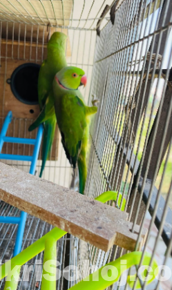 Indian ringneck